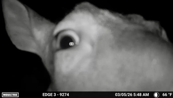 Cute News: Lustige Bilder aus der Wildtierkamera