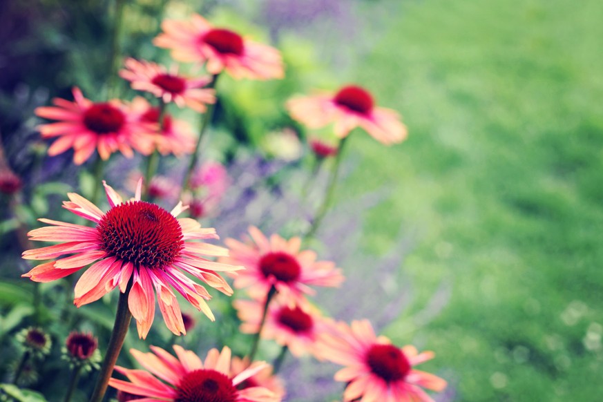 Aus dem Roten Sonnenhut wird der Wirkstoff Echinacea gewonnen.