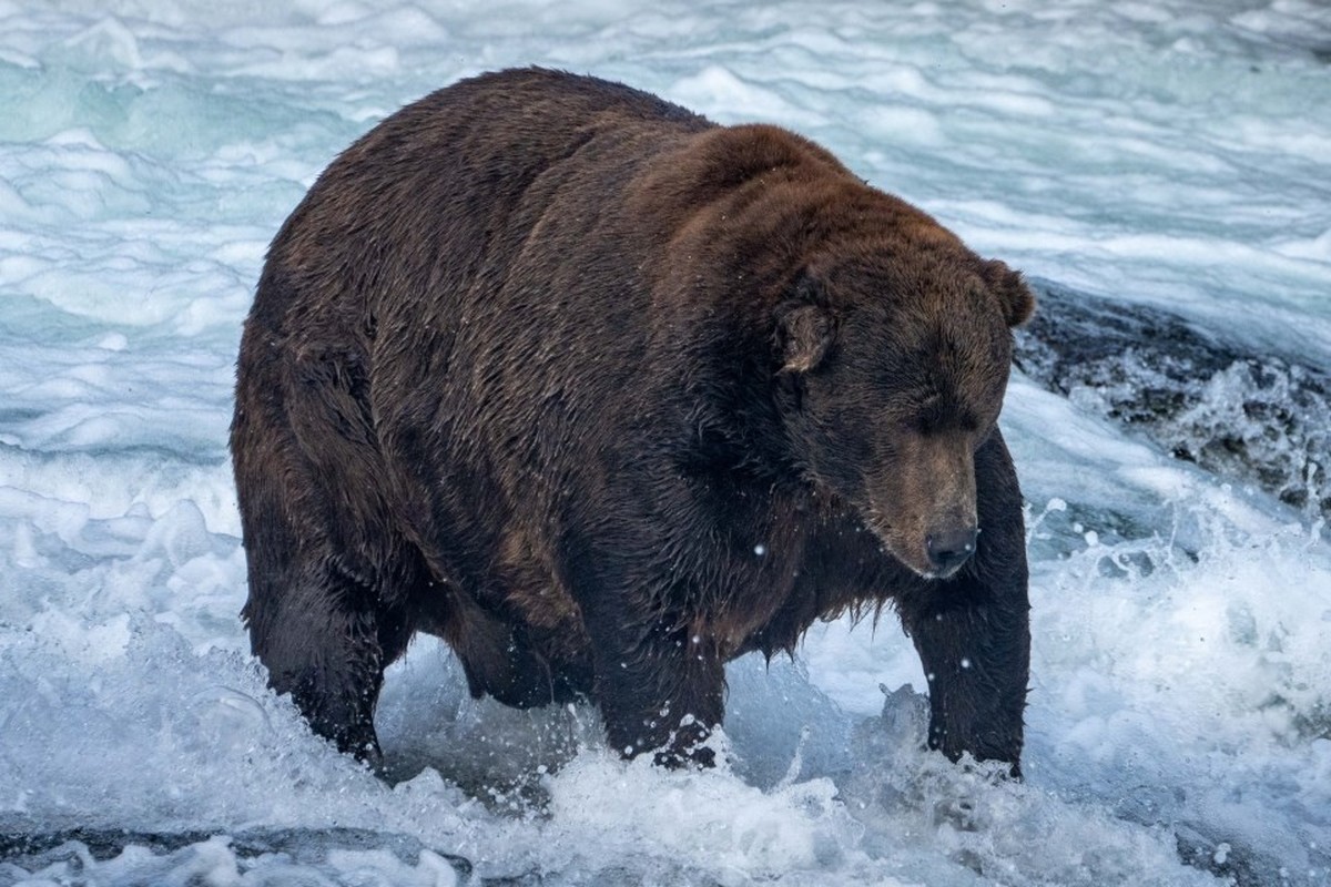 fat bear week alaska