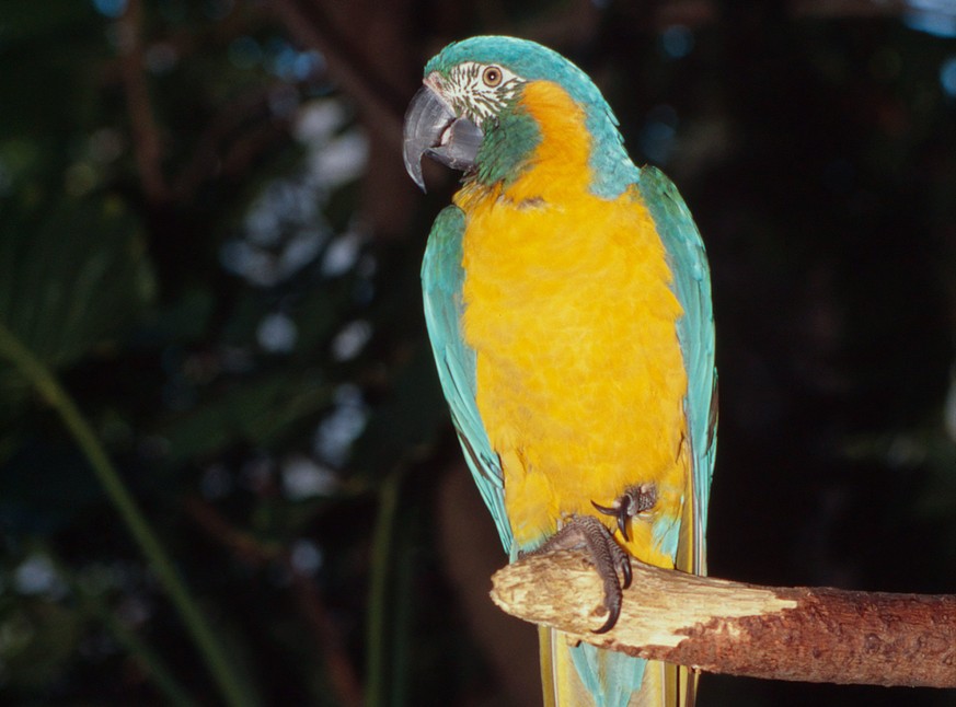 Ara glaucogularis Blue-throated macaw Bolivia (Quelle: WWF)