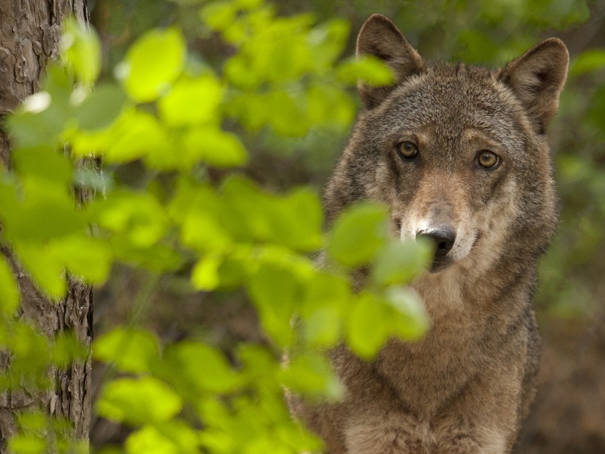 UNDATIERTES HANDOUT - Seit genau 20 Jahren gehoert der Wolf wieder zur Schweizer Natur. Doch wo er aufheult, heult es zurueck: Viele Nutztierhalter tun sich immer noch schwer. Dabei hat sich der Herde ...