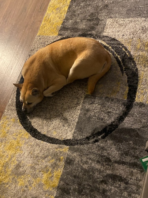 cute news tier hund

https://www.reddit.com/r/aww/comments/1ddd4io/our_dog_has_been_lying_in_this_circle_on_our_new/