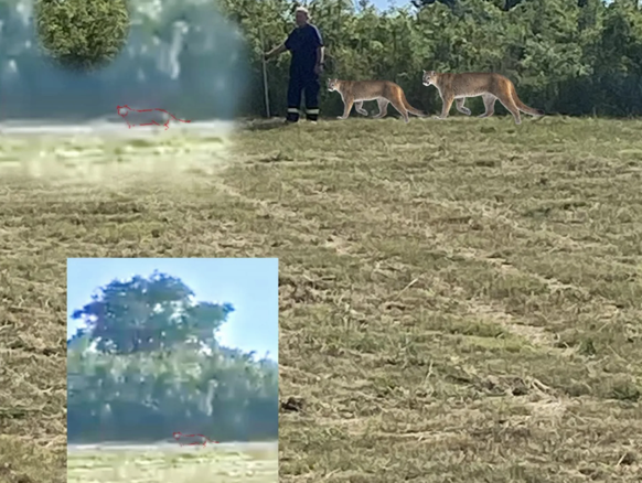Grössenverhältniss von Mensch und Puma am Ort des Geschehens: Die Videoaufnahme bei Braunsbedra könnte ein klassischer Fall von optischer Täuschung gewesen sein.