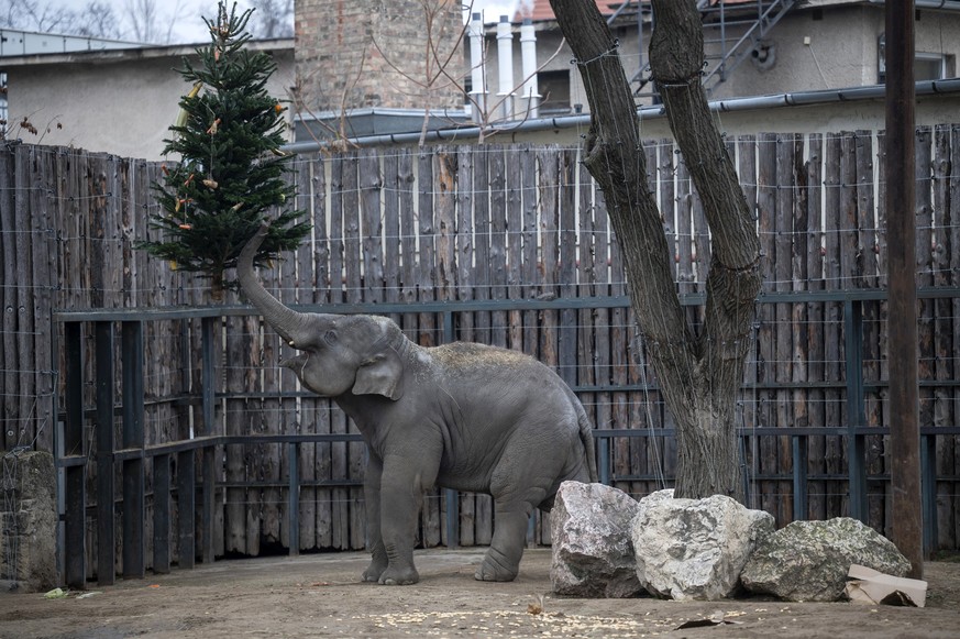 epa12610166 An elephant lifts a Christmas tree decorated with carrots, apples, and bananas with its trunk during a special Christmas feeding at the Budapest Zoo, in Budapest, Hungary, 23 December 2025 ...