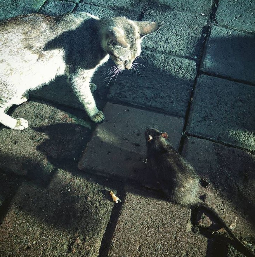 10 Dinge, du niemals von (d)einer Katze erwarten solltest