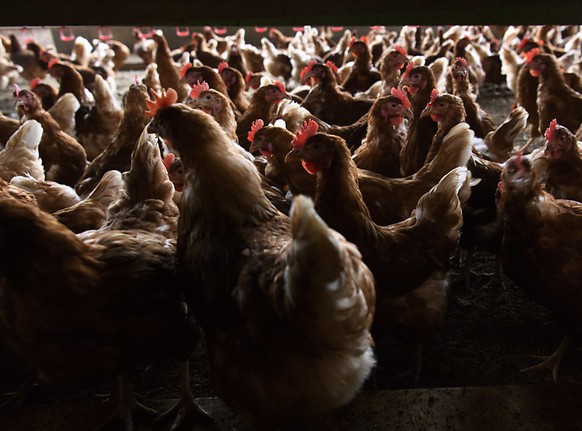 Die Vogelgrippe macht sich in Europa wieder breit. (Archivbild)