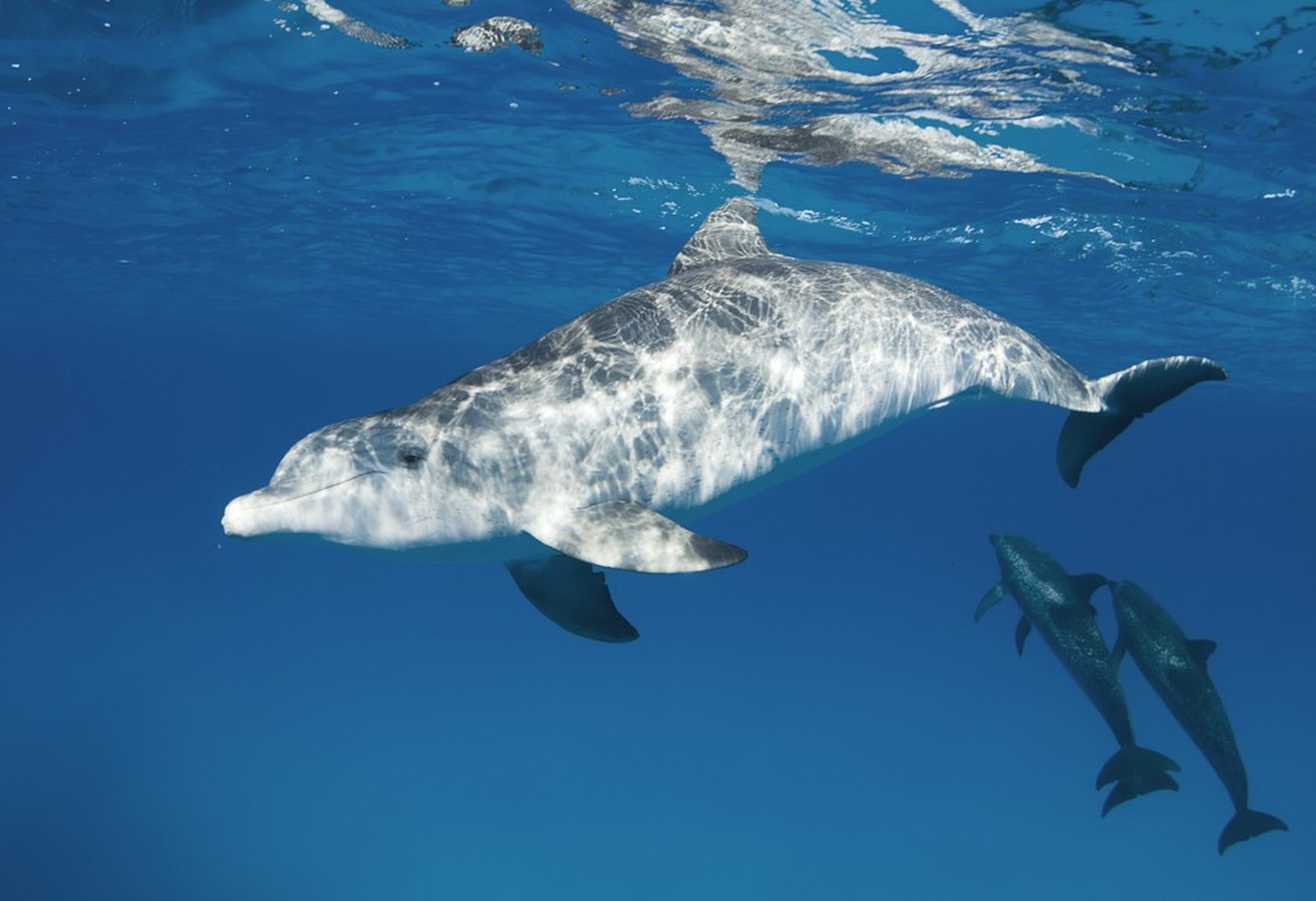 Zügeldelfin (Stenella frontalis) oder auch Atlantischer Fleckendelfin.