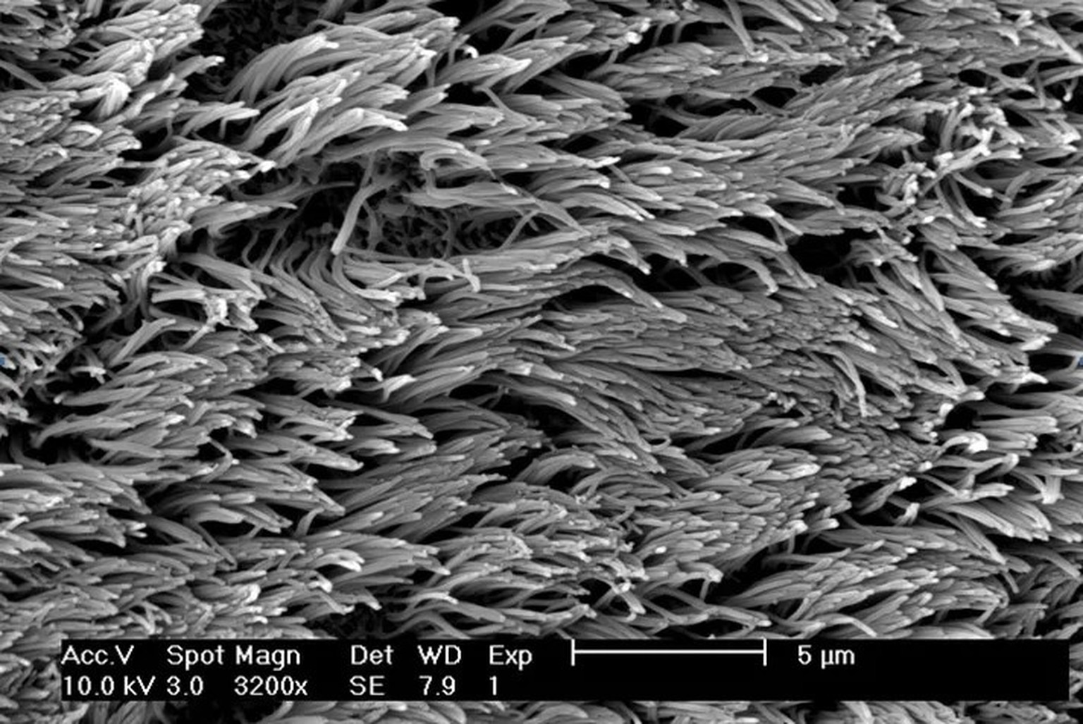 Microscopic cilia flap back and forth continuously to push mucus to the back of your throat.
http://care.american-rhinologic.org/nasal_physiology