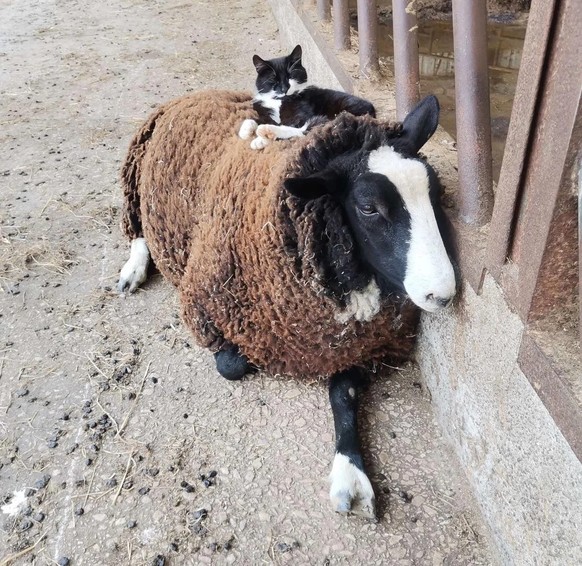 cute news tier schaf katze

https://www.reddit.com/r/AnimalsBeingBros/comments/1kaulfu/domino_loves_to_sleep_on_blackberrys_back/
