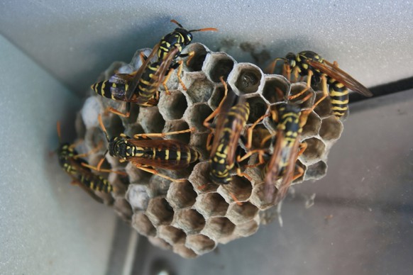 European paper wasps (Polistes dominula) on a small nest in Ontario, Canada. (Photo by Creative Touch Imaging Ltd./NurPhoto via Getty Images)