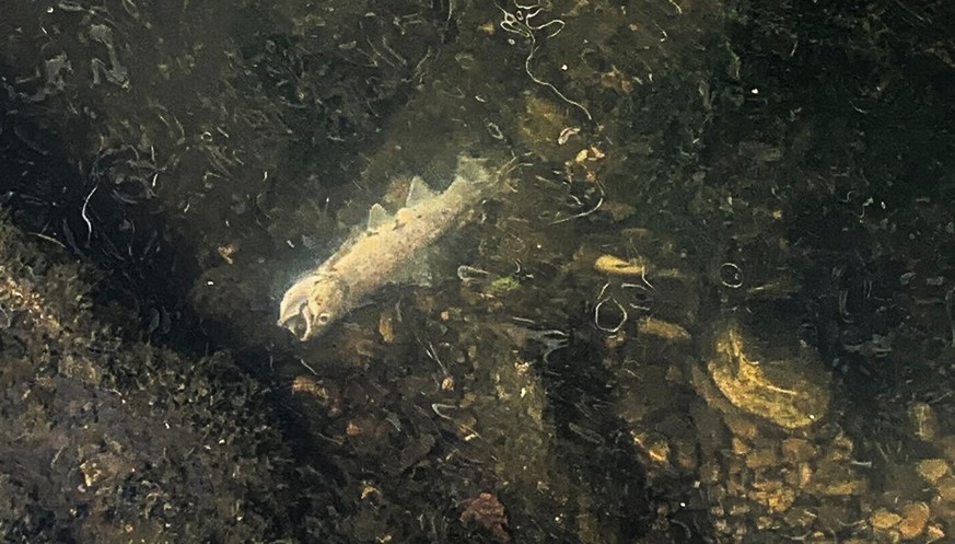 Tote Fische in Seuzach