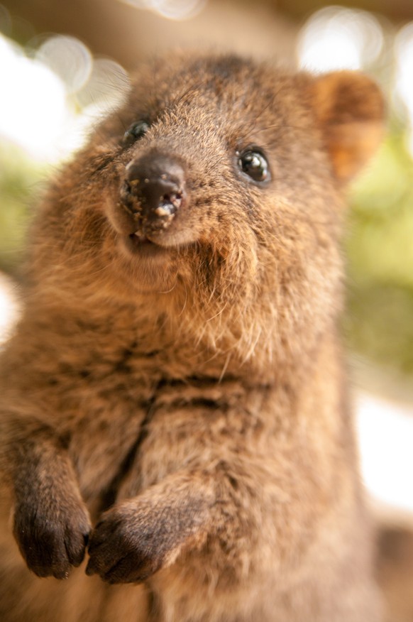 Quokka ist happy