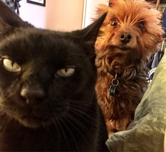 Hund und Katze
https://imgur.com/gallery/P6pFazg