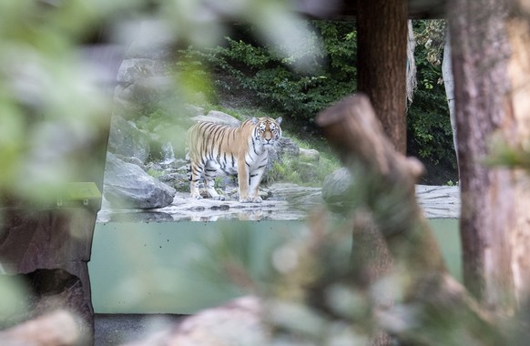 Das Tiger-Maennchen Sayan im agesperrten Bereich am Samstag, 4. Juli 2020 im Zoo Zuerich zum Unfall im Tigergehege, wo eine Tierpflegerin von einem weiblichen Tiger angegriffen und toedlich verletzt w ...