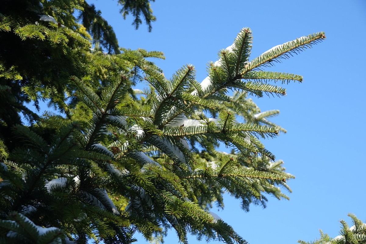 Abies alba, Weisstanne, silver fir, mit Schnee Abies alba, Weisstanne, silver fir, mit Schnee Copyright: xZoonar.com/PeterxHimmelhuberx 19533108