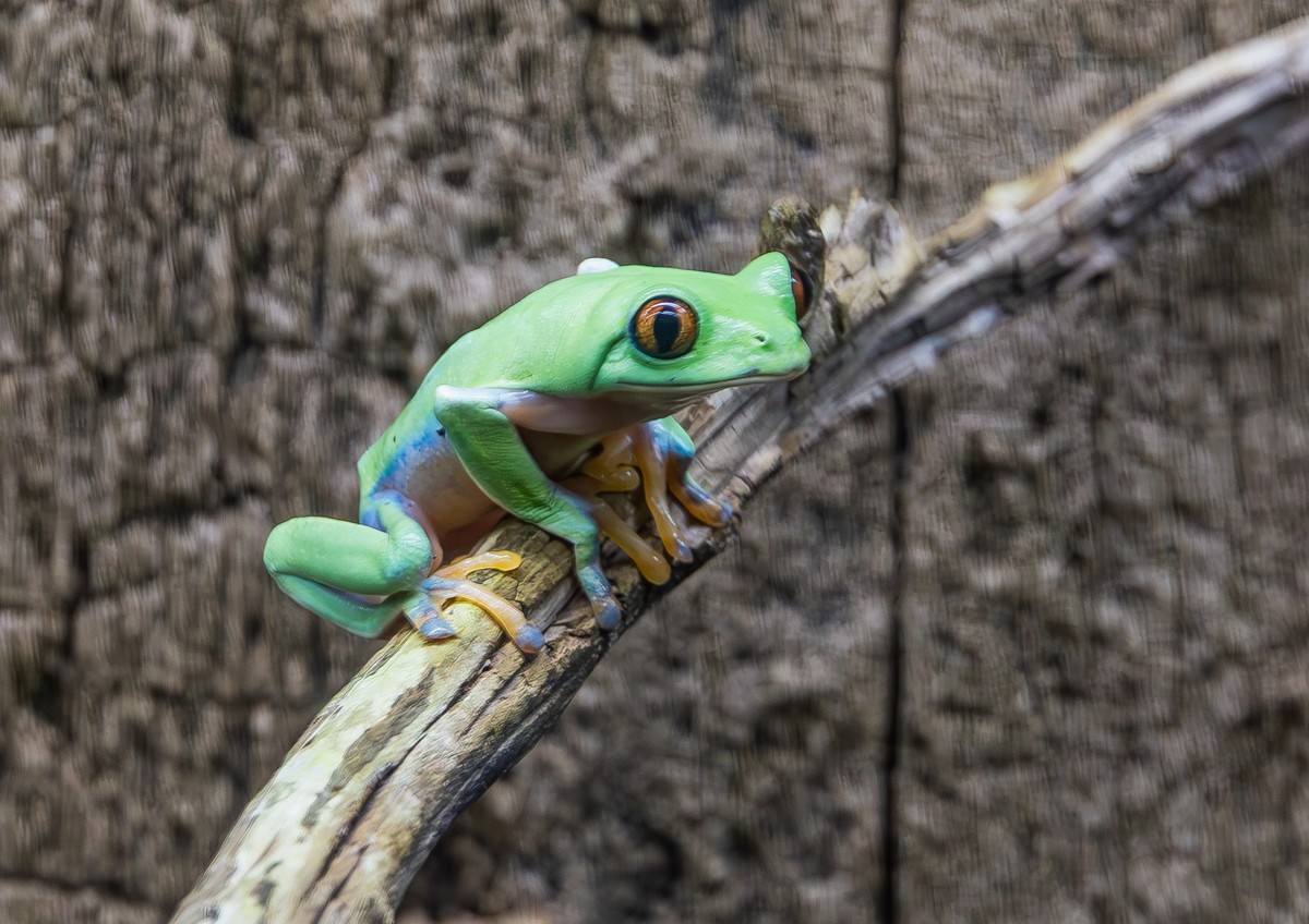 Orangeaugen-Laubfrosch Agalychnis annae