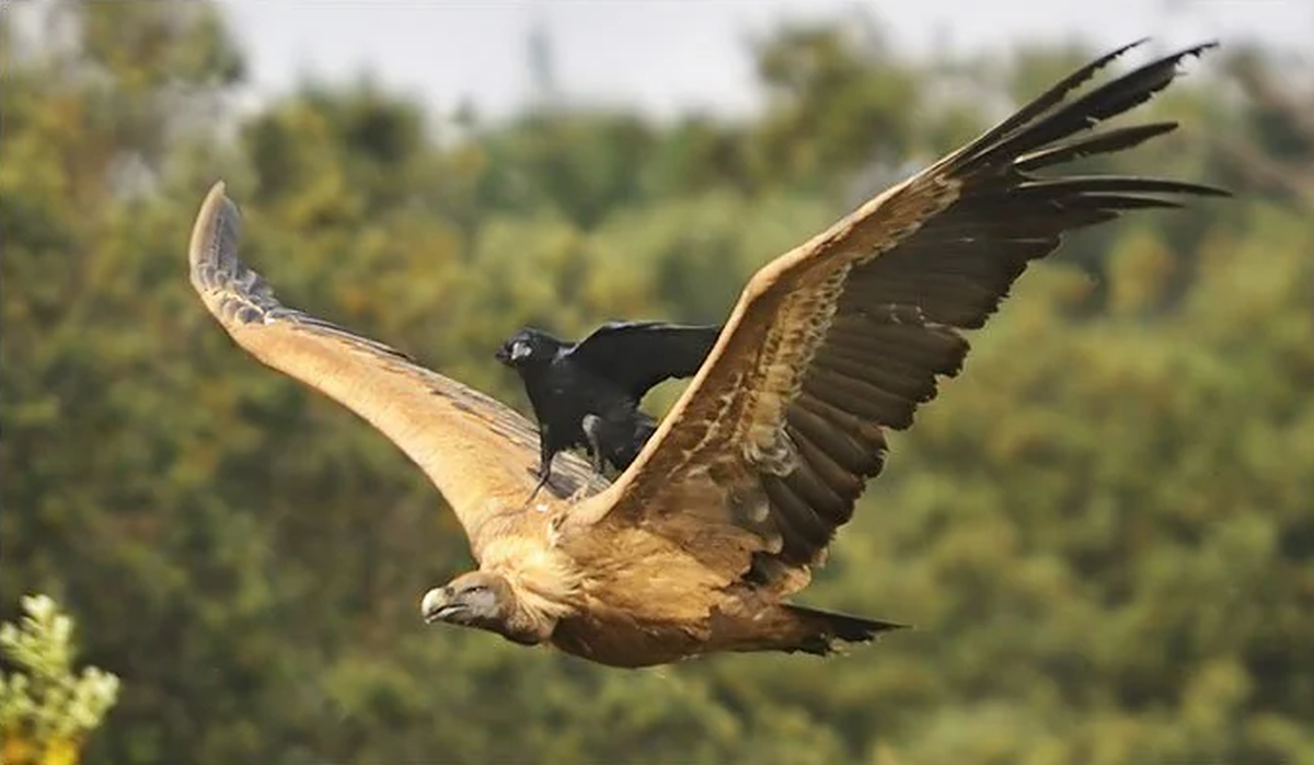 Lustiger Vogel trägt Vogel