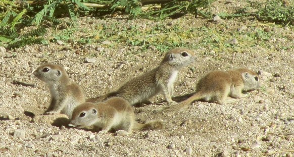 cute news tier baby erdmännchen

https://www.reddit.com/r/squirrels/comments/142nsxy/if_only_i_could_express_how_much_i_love_these/