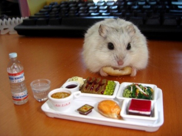 Hamster
Cute News
http://imgur.com/gallery/XHT0AQF