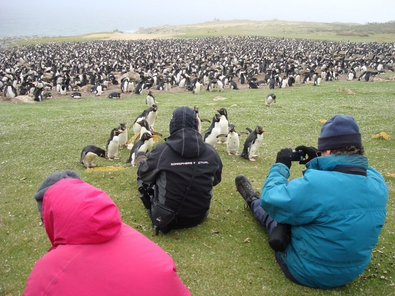 pebble island falkland inseln pingiune jö tier flugzeug http://pebblelodge.com/index.php/gallery