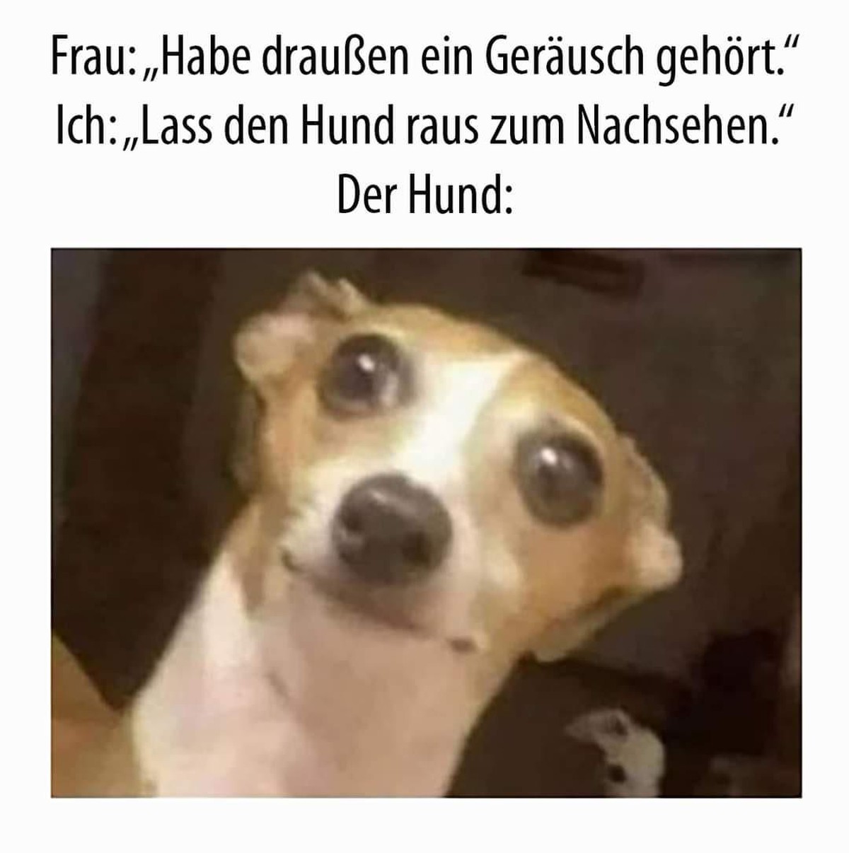 PICDUMP 423 вЂ“ heute nicht mit Harold, sondern ... рџҐЃ ... Haryoung. \nFass Bello рџ¤Ј