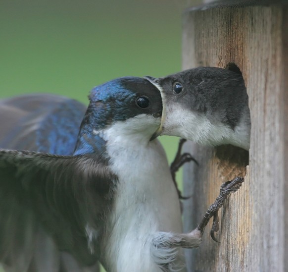 Vögel Futter