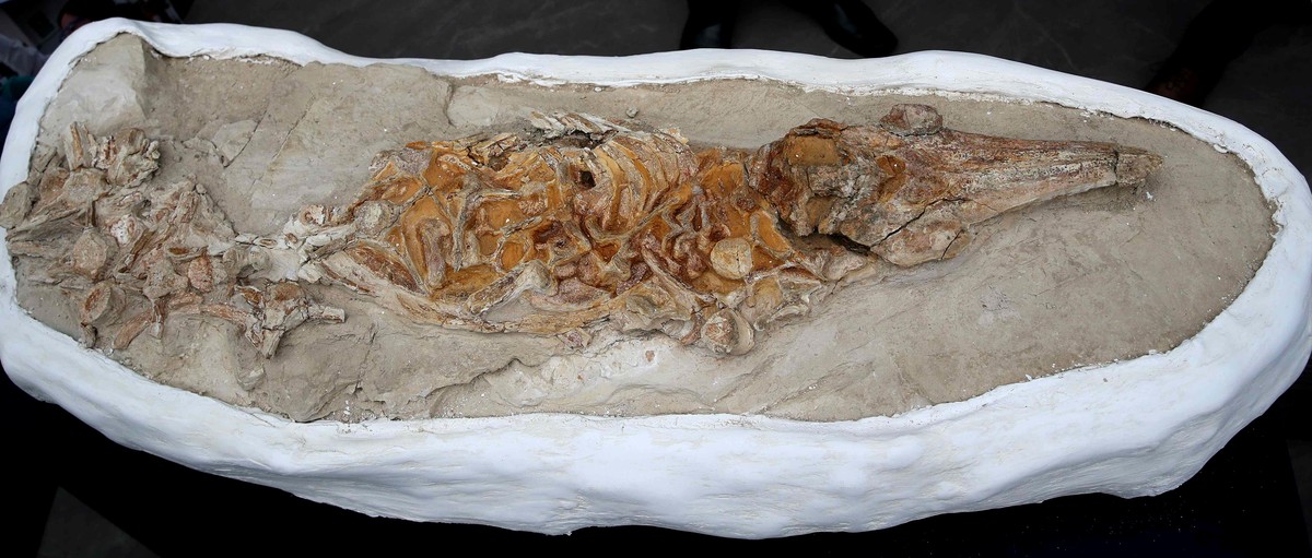 epaselect epa12385927 A 10 million year old 'dolphin' fossil was presented by the Geological, Mining, and Metallurgical Institute of Peru (Igemmet) in Lima, Peru, 17 September 2025. The comp ...