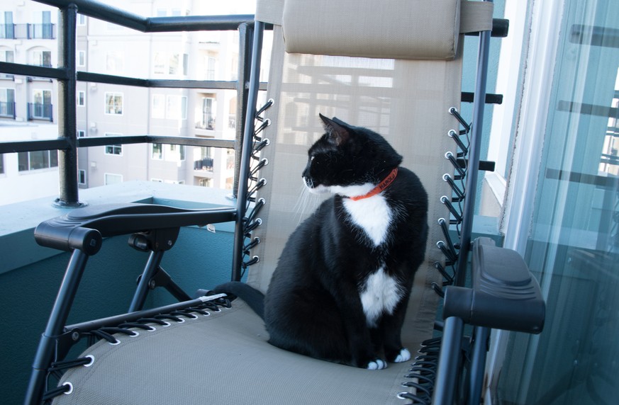 This Feb. 8, 2016, photo provided by Matt Hucke shows his cat, Harold, wearing an orange Kitty Convict Project collar in Seattle. Hucke got collars for both his cats after he moved to an apartment wit ...