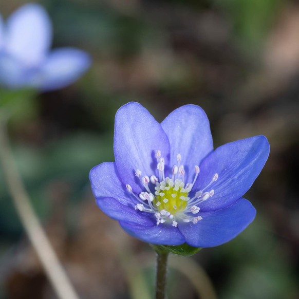 Leberblümchen (Hepatica nobilis)