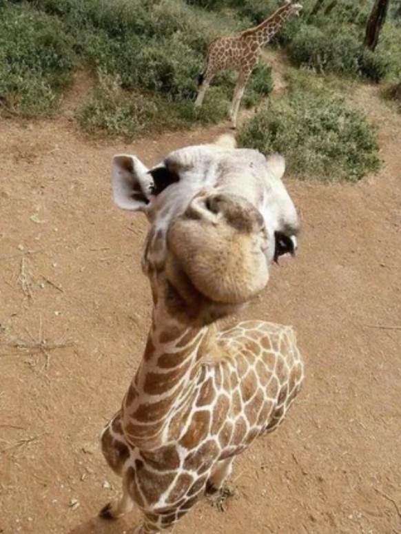 Die lustigsten und schönsten Tierbilder: Giraffe für Cute News