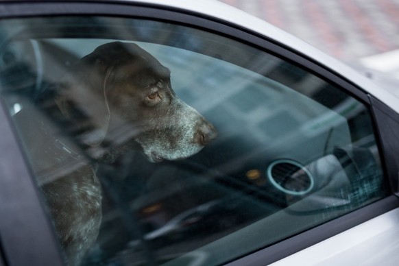 Hund auto