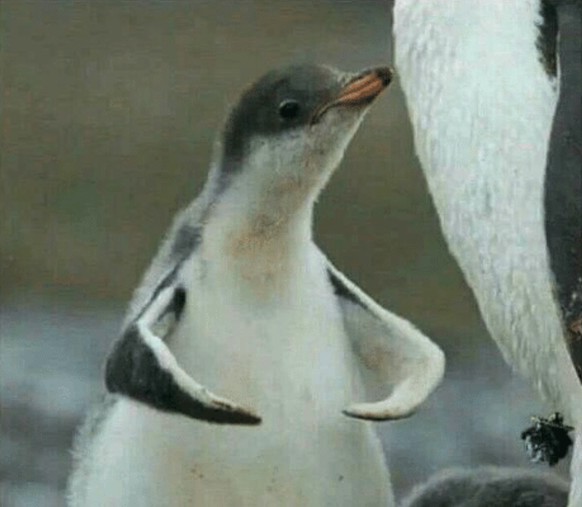 Pinguin
Cute News
https://me.me/i/cdf5b76b1f394bd2b4be248feab4ac65