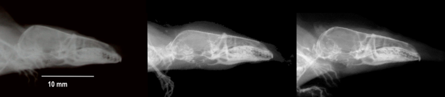 Röntgenaufnahme eines Schädels einer Waldspitzmaus im Sommer (l.), im darauffolgenden Winter (M.) sowie im Sommer des nächsten Jahres (r.).