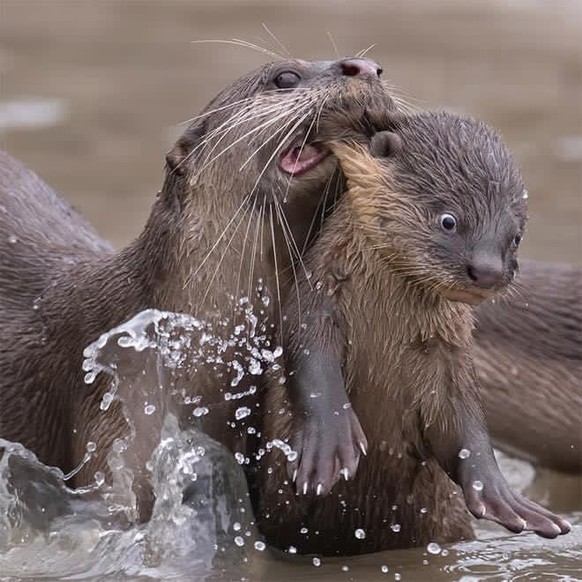 otter cute news animals tiere
