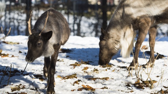 Un jeune renne de 6 mois, gauche, mange avec son papa renne dans son enclos au Zoo du Bois du petit-Chateau ce lundi 9 decembre 2013 a La Chaux-de-Fonds. Le jeune renne est ne le 30 mai dernier. (KEYS ...