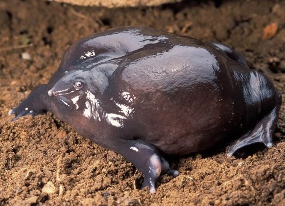 Creepy nature - Frosch
