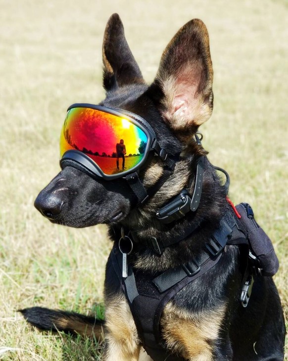 Taktisch ausgerüsteter Hund
Cute News
https://imgur.com/gallery/mPSG9