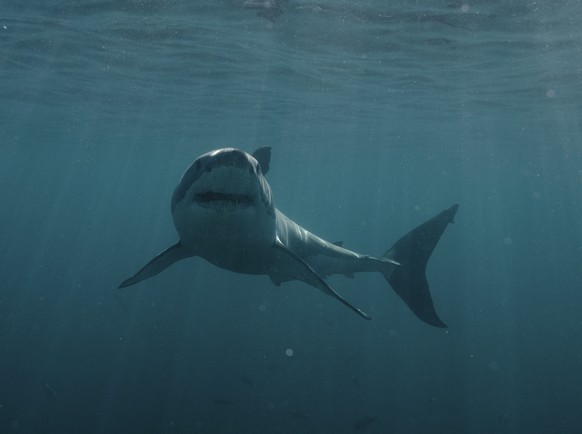 This image released by Discovery shows a great white shark in a scene from &quot;Jaws in the Shallows,&quot; premiering July 27 as part of Discovery&#039;s Shark Week. (Discovery via AP)