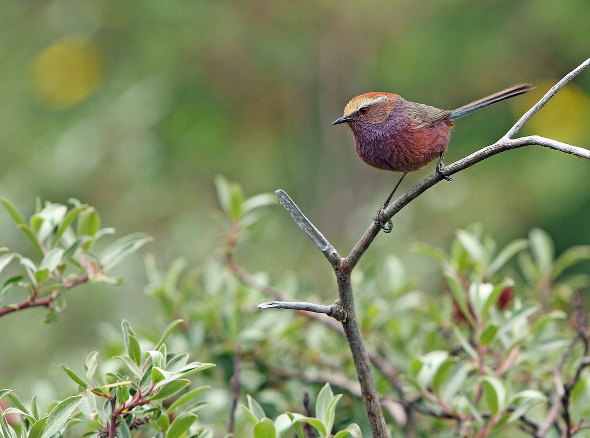 White-browed Tit-Warbler, Leptopoecile sophiae White-browed Tit-Warbler, Leptopoecile sophiae, on Tibetan plateau, Qinghai, China. Also known as Severtzov s tit warbler. Tibetan Plateau China Copyrigh ...