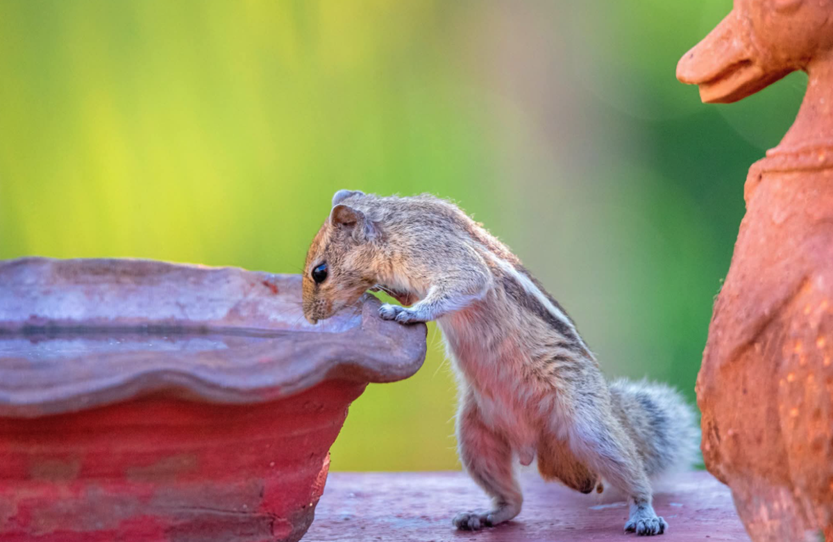 Squirrel

https://www.threads.com/share/FtSts_0Dz/