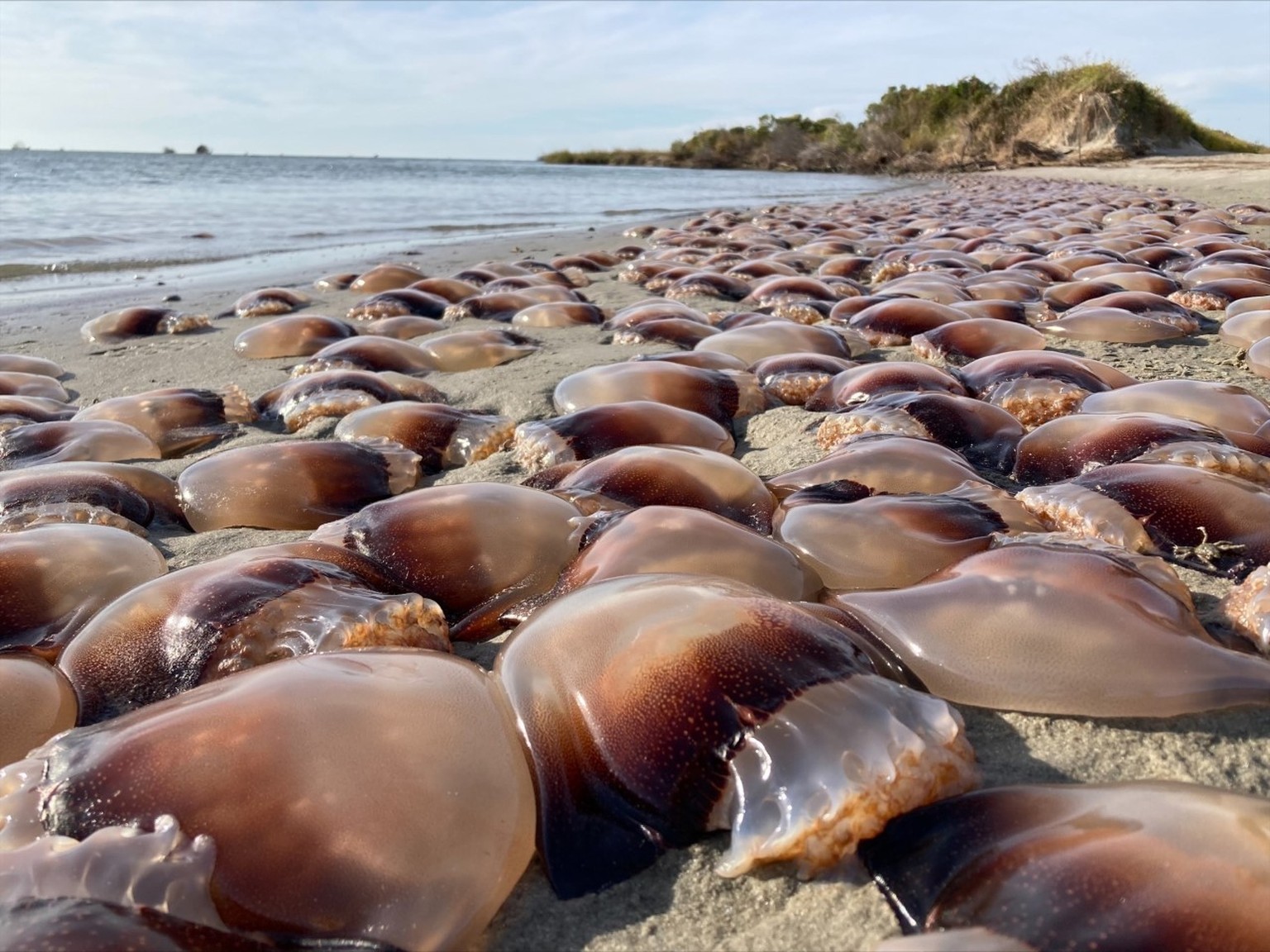 A huge school of jellyfish has washed up on the coast of North Carolina.