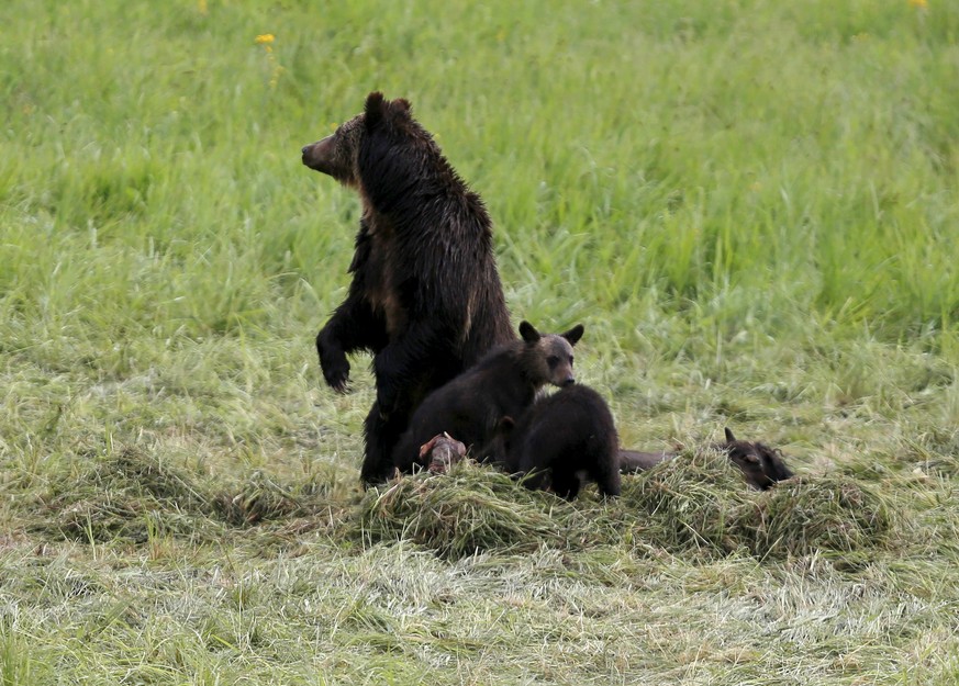 Ein Grizzlybär beschützt seine Jungen im Yellowstone Natinalpark am 6. Juli 2015.