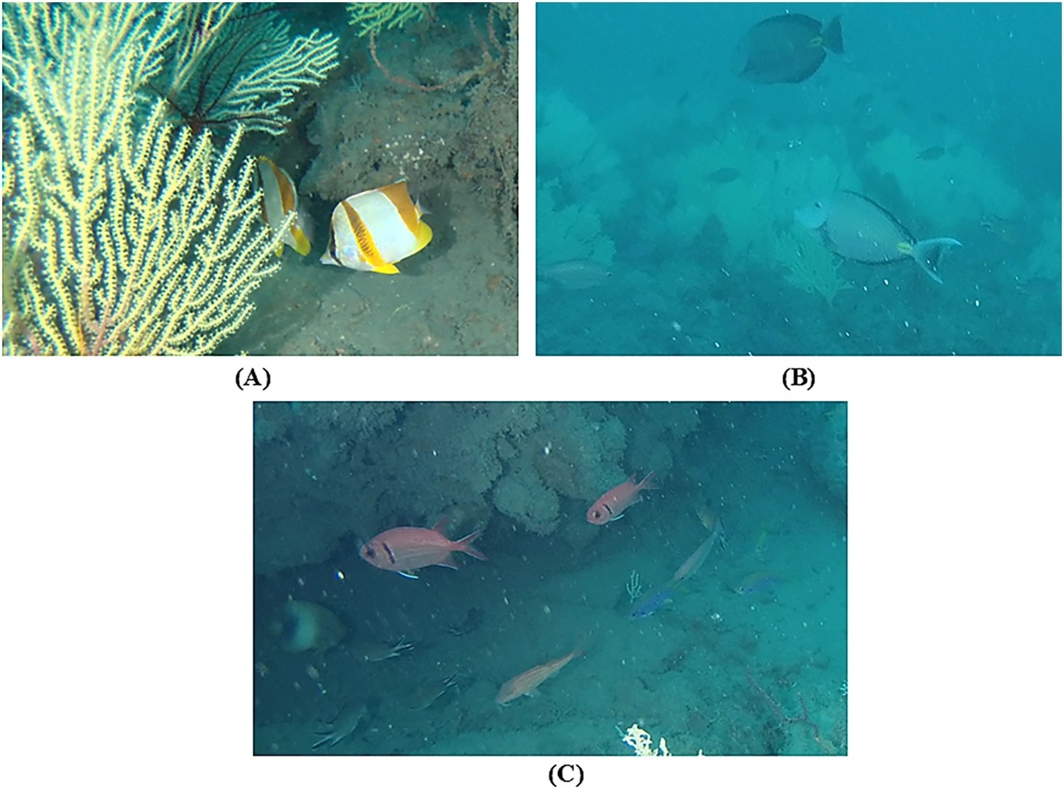 Fischarten, die im Korallengarten beobachtet wurden: (A) Exemplare von Chaetodon robustus, (B) Exemplare von Acanthurus monroviae und (C) eine aus verschiedenen Arten bestehende Fischgemeinschaft am F ...