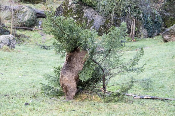 The Syrian Brown Baer Takis breaks a Christmas tree with fruits hanging on it at the animal park Goldau, Switzerland, Monday, Dec. 24, 2018. As a special Christmas surprise the bear got his fodder han ...