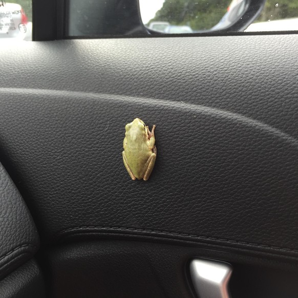 Frosch im Auto
Cute News
https://imgur.com/gallery/PZadl