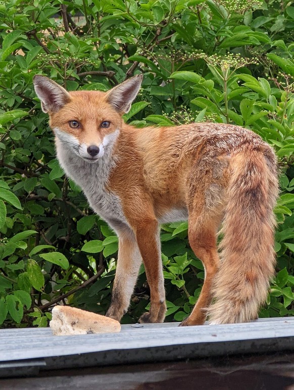 cute news tier fuchs

https://www.reddit.com/r/foxes/comments/191ld60/spotted_this_handsome_guy_enjoying_some_takeout/