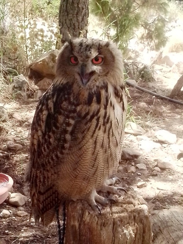 cute news animal tier eule

https://www.reddit.com/r/Owls/comments/w8iinx/i_heard_you_guys_liked_owls_these_are_the_lovely/