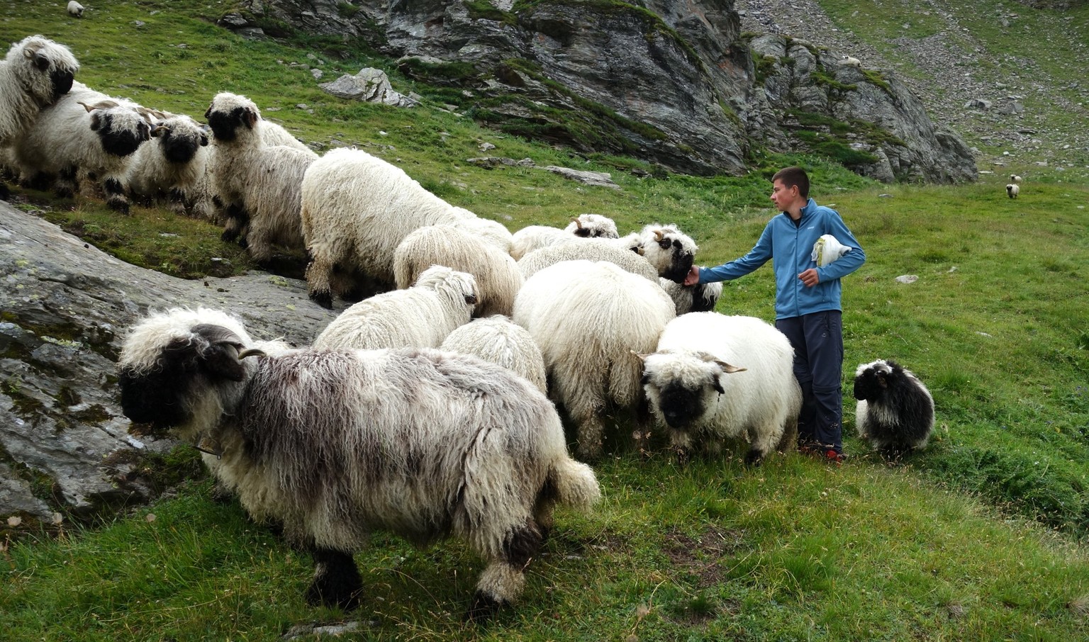 Reportage von der Alpe Nanztal im Kanton Wallis. Schäfer Oliver Gottsporn zeigt seine Schwarznasenschafe und erzählt, warum der Wolf ihm das Leben schwer macht.