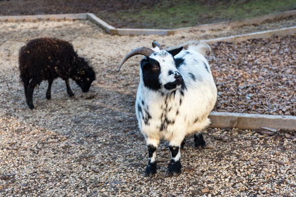 Black and white Holland pygmy goat (billy / buck) in farm