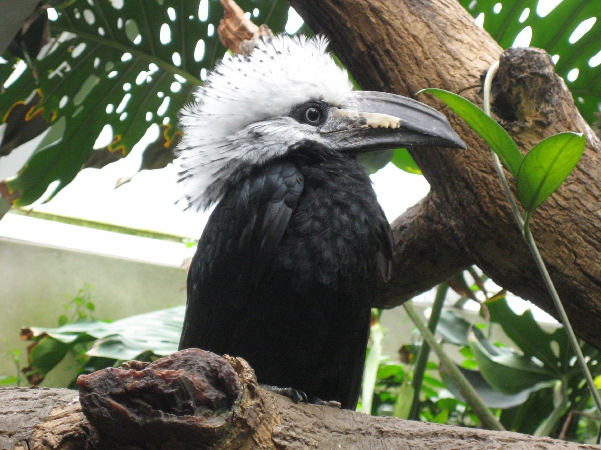 Weissschopf-Hornvogel